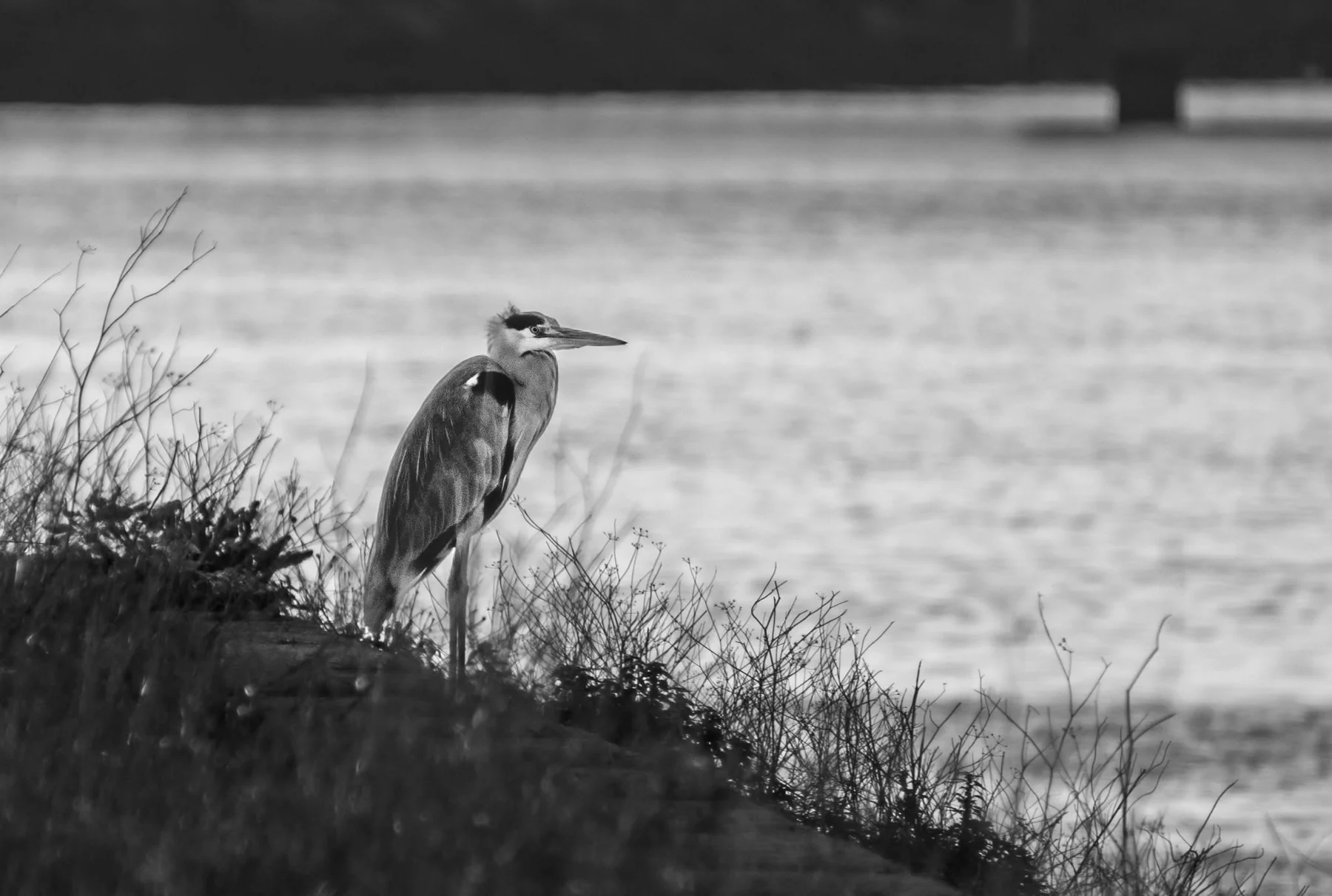 Aves na Morraceira