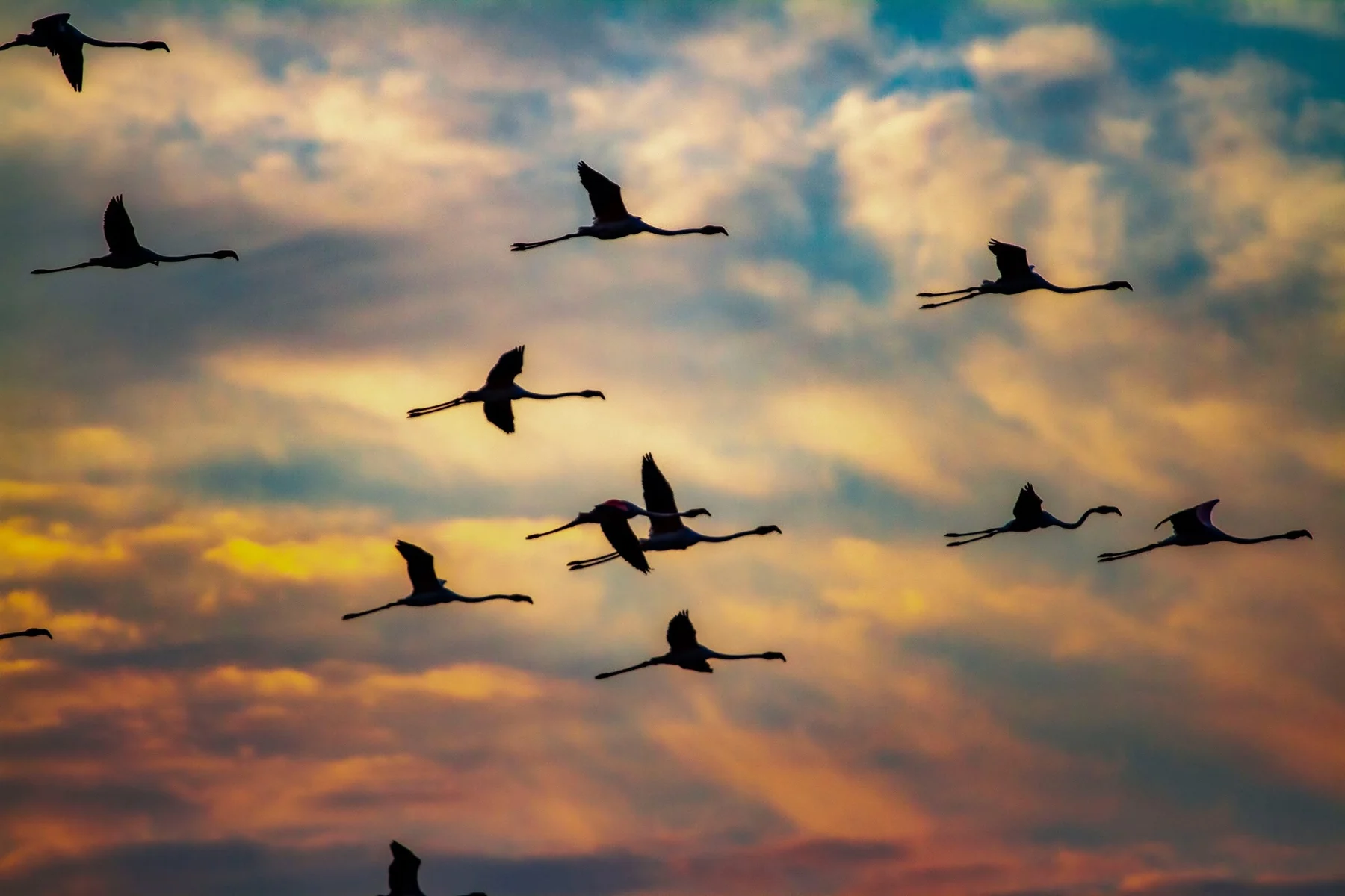 Flamingos em voo na Morraceira