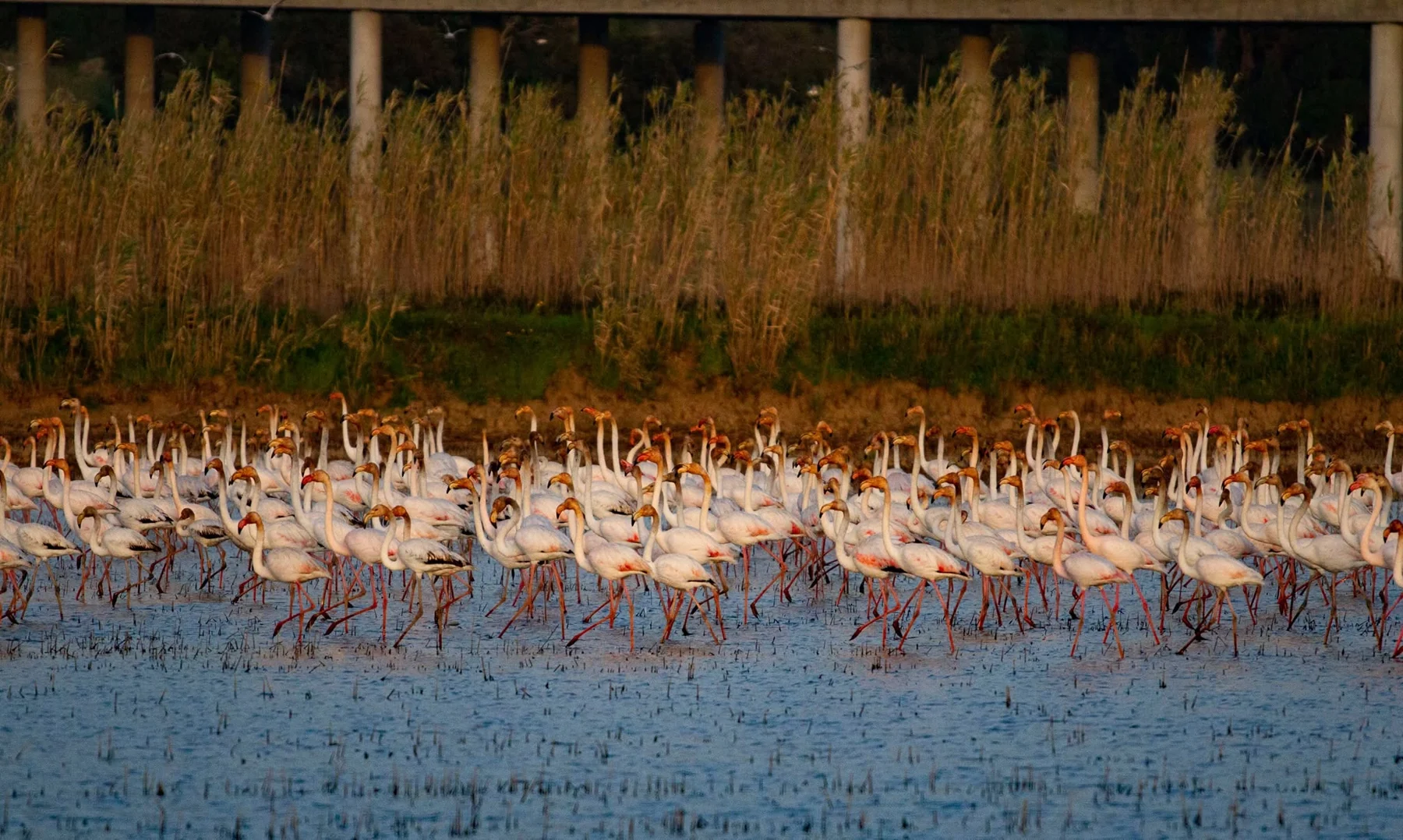 flamingos na Morraceira